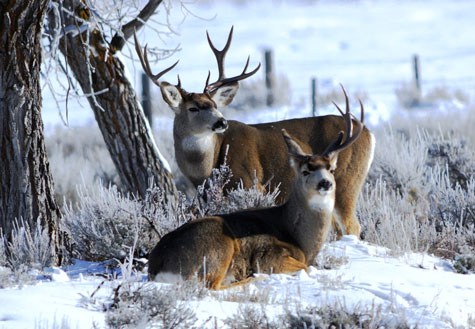 DWR wants public to leave deer alone
