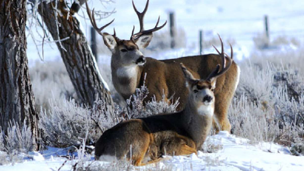 DWR wants public to leave deer alone