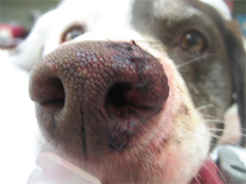 Sadie with stitches