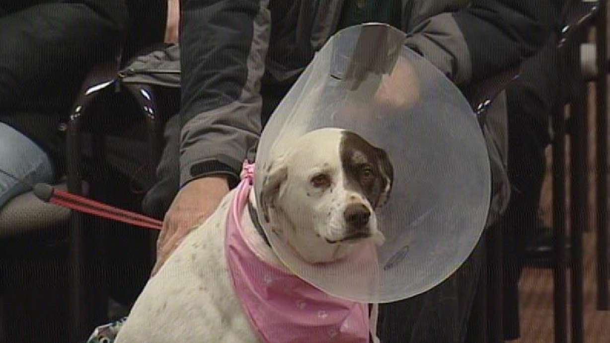 Senate committee passes animal cruelty bill