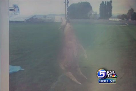 Prank Involving Dead Sheep Gets Teens in Trouble