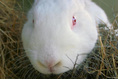 Bunnies Recovered from Canyon Near Herriman