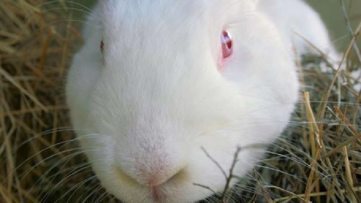Bunnies Recovered from Canyon Near Herriman