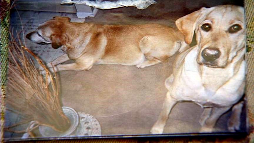 Two dogs killed; the push for tougher animal cruelty laws
