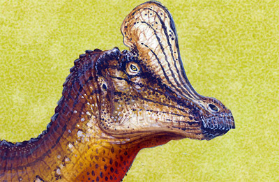 Scientists announce discovery of new dinosaur