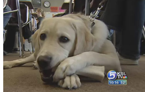 Teen Helps Train Guide Dogs