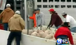 Truck Full of Pigs Tips Over