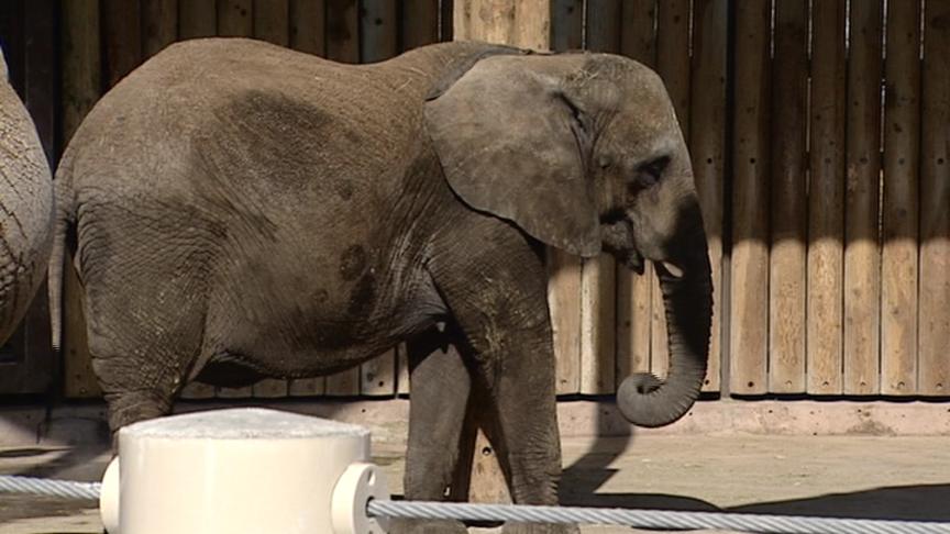 Zoo celebrating pregnancy of Christie the elephant