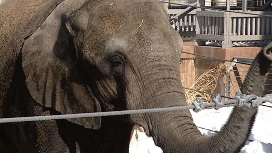 Zoo celebrating pregnancy of Christie the elephant