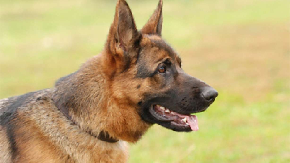 Dog park opens in St. George