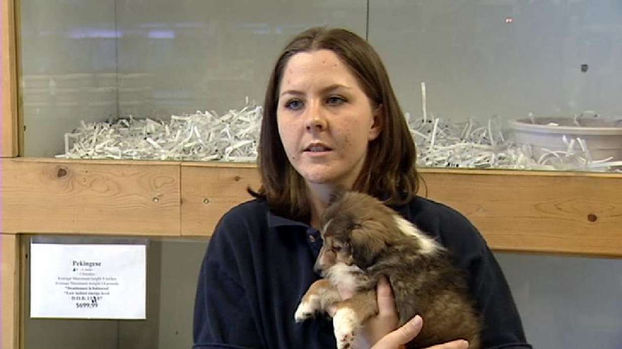 Pet store owners pleading for return of stolen puppies