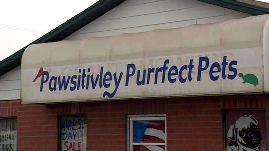 Pet store owners pleading for return of stolen puppies