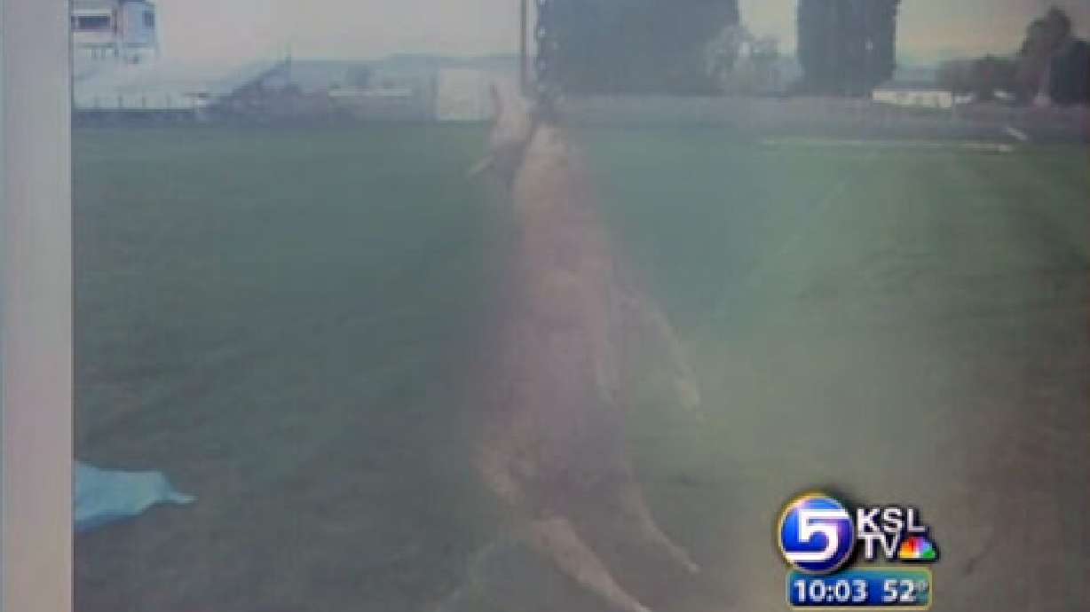 Deputy: Students Confess to Killing Sheep