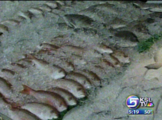 Confusion About Fish Consumption Abounds