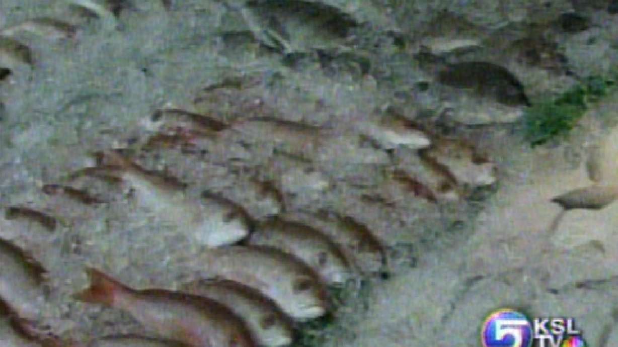 Confusion About Fish Consumption Abounds