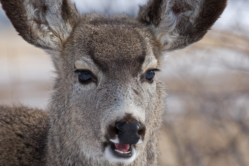 Wildlife officials work overtime to handle critter problems