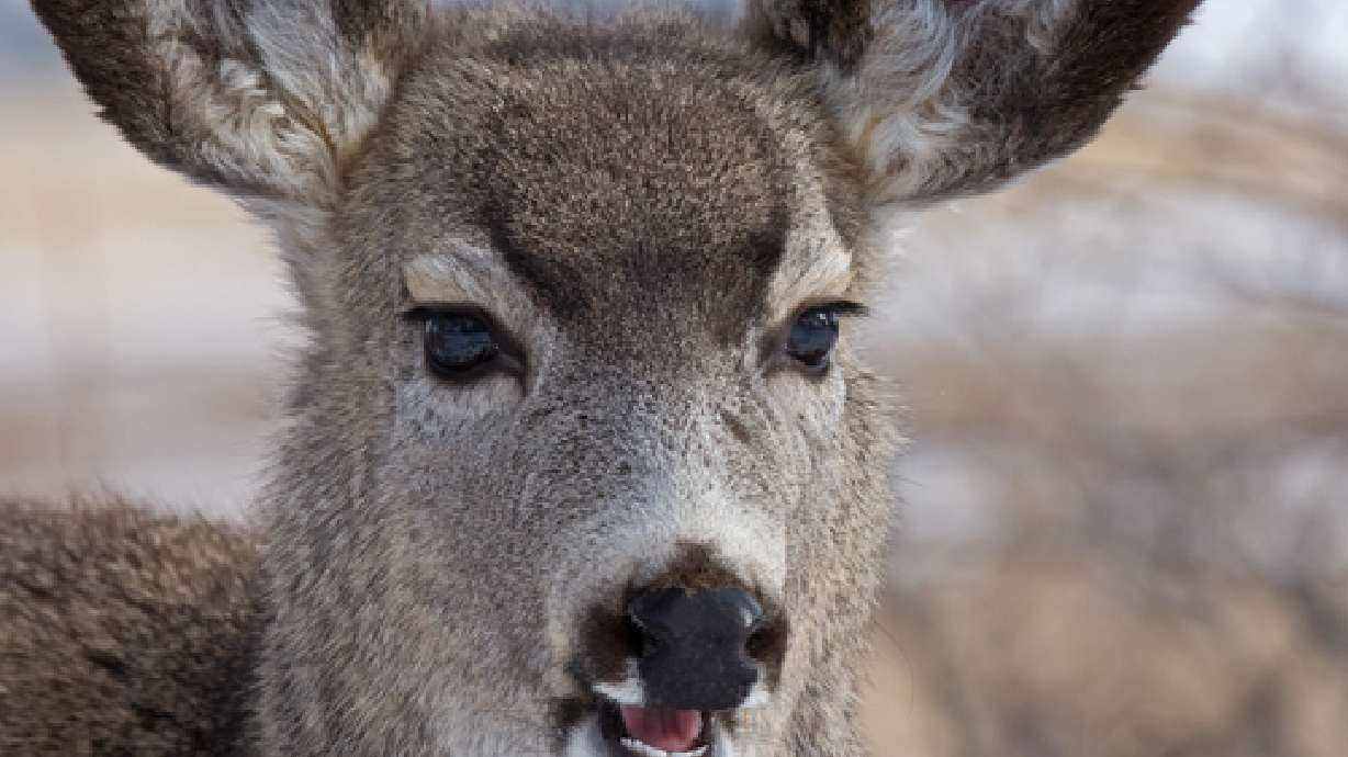 Wildlife officials work overtime to handle critter problems