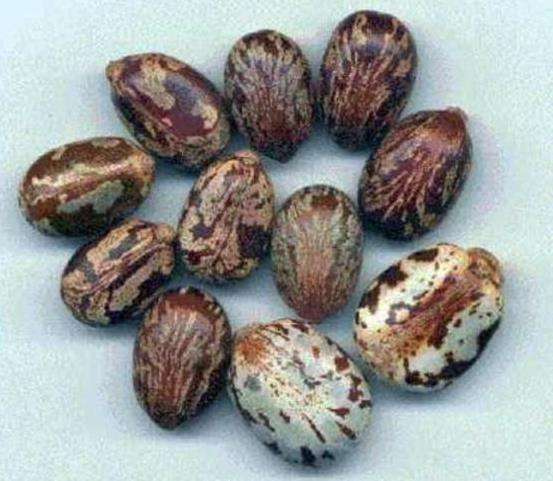 castor beans