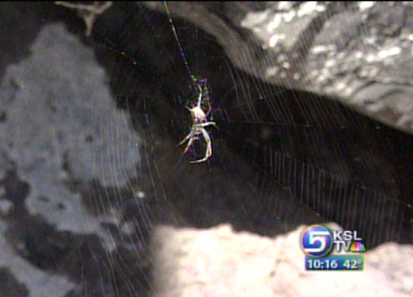 Science Trying to Duplicate Spider Silk 