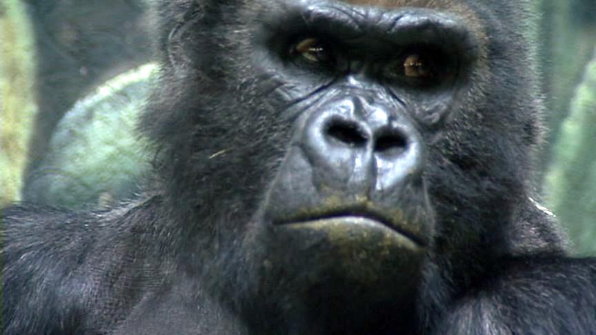 Hogle Zoo gorilla to undergo surgery to remove cancer