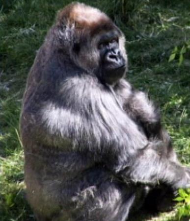 Hogle Zoo gorilla to undergo surgery to remove cancer