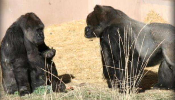 Hogle Zoo gorilla to undergo surgery to remove cancer