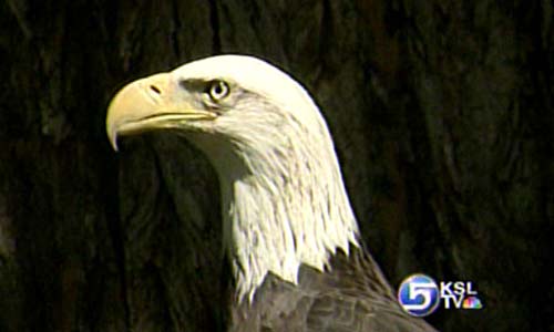 Bald Eagle Missing from Tracy Aviary