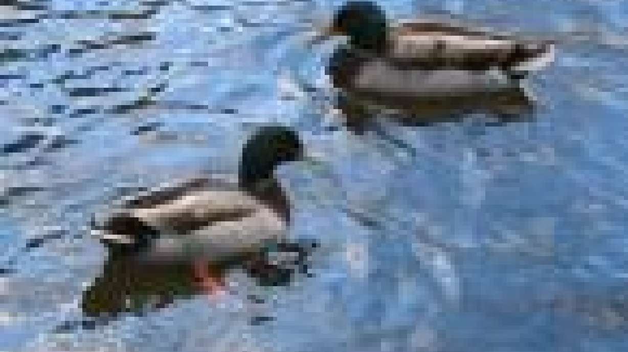 Ducks too fat to fly away crowd N. Ogden park