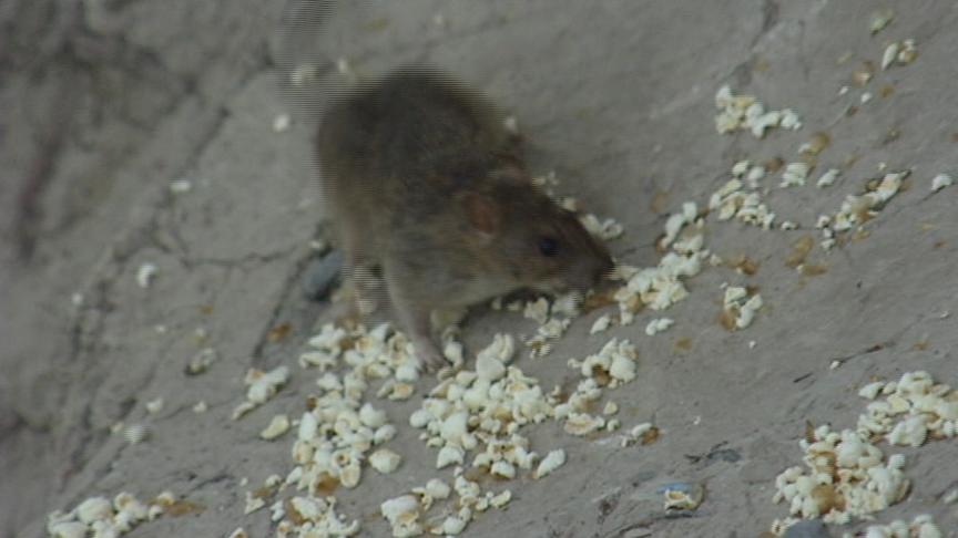 Feeding Animals May Bring Rats to Your Door