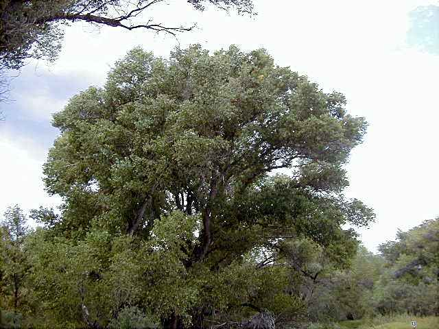 Spring: An Excellent Time To Plant Trees & Shrubs