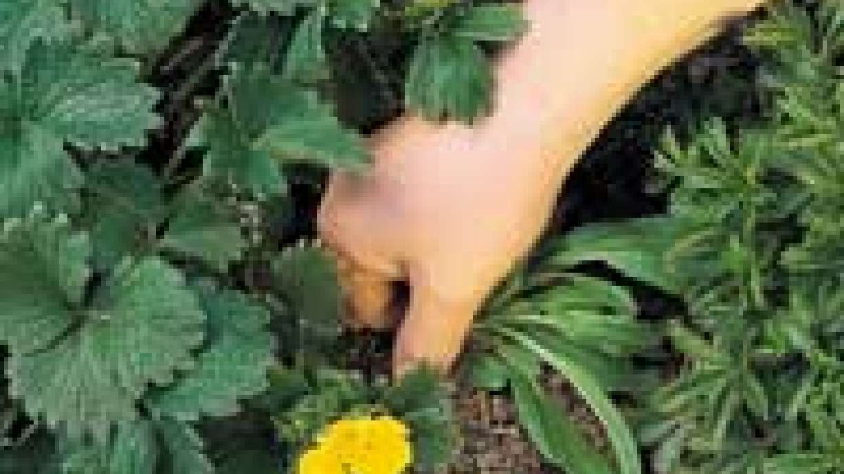 Controling Weeds In The Garden