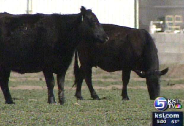 Animal Cruelty Laws Held Up By Agriculture Concerns
