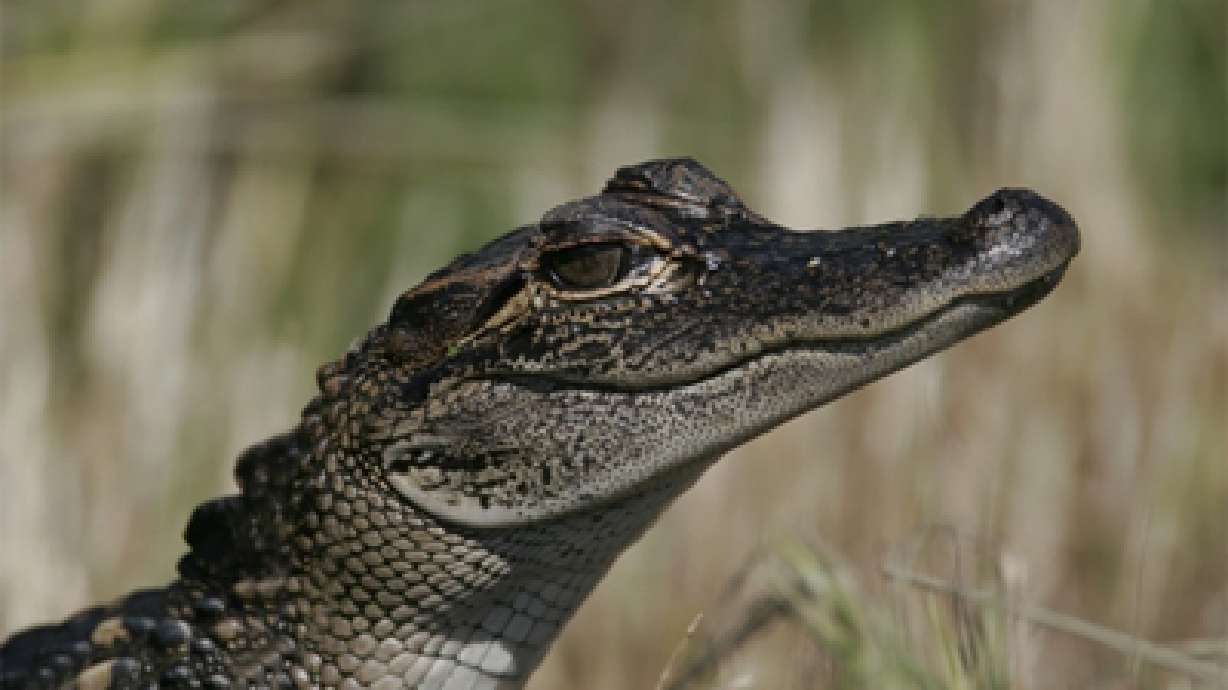 Wildlife officers seize 4 alligators in Logan
