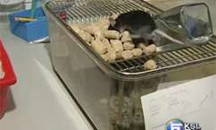 Historic experiment prevents, repairs 2 major eye diseases