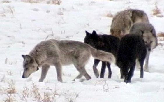 Wolf pack sighted in Utah for the first time in almost 80 years