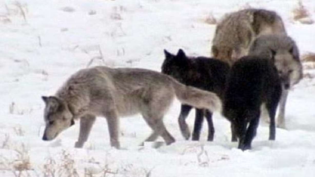 Wolf pack sighted in Utah for the first time in almost 80 years