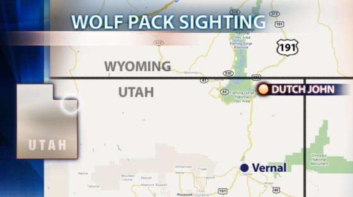 Wolf pack sighted in Utah for the first time in almost 80 years