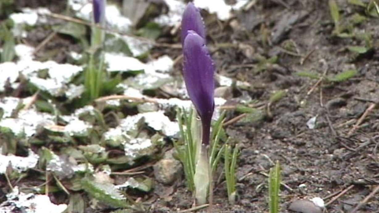 Spring ushered in with a light blanket of snow