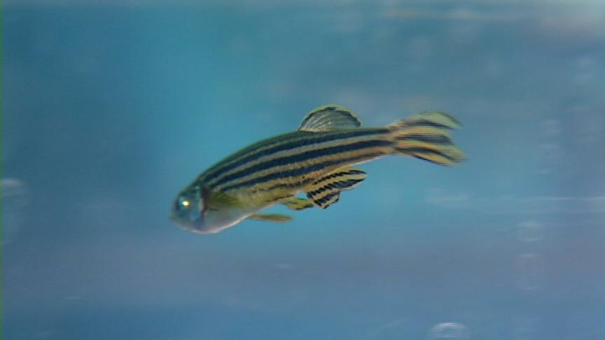 Researchers hope zebrafish will help in fight against hearing loss