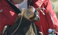 Golden eagle released in honor of Utah soldiers
