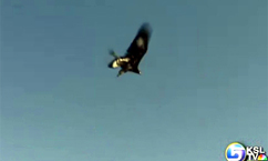 Golden eagle released in honor of Utah soldiers