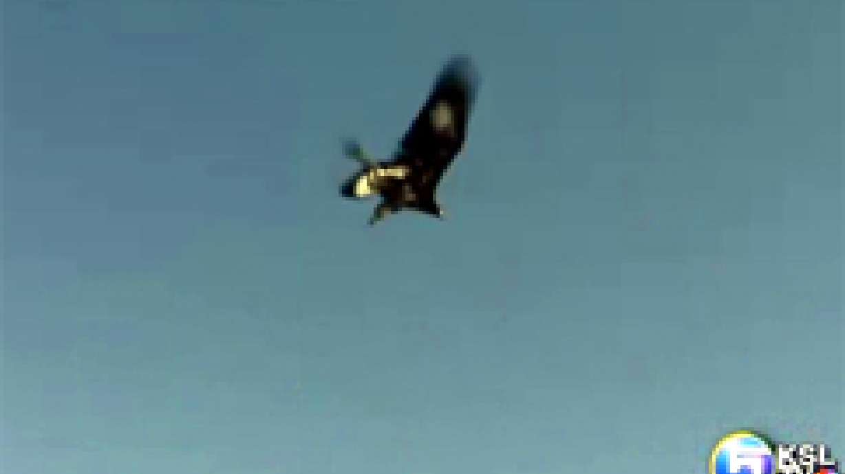 Golden eagle released in honor of Utah soldiers
