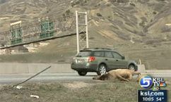 New animal crossings reduce number of collisions