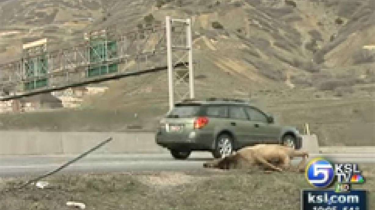 New animal crossings reduce number of collisions