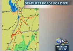 New animal crossings reduce number of collisions