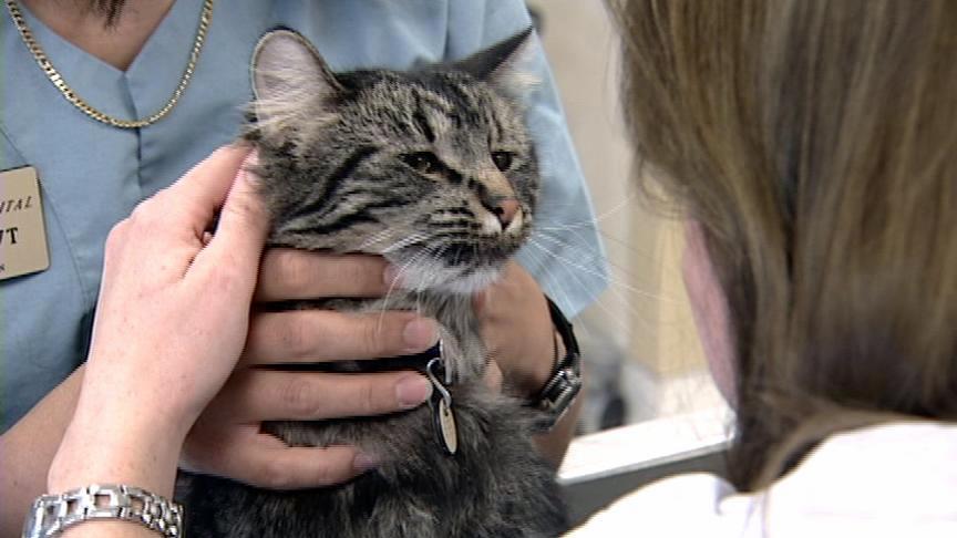 Veterinary hospital gets CT scan system for animals