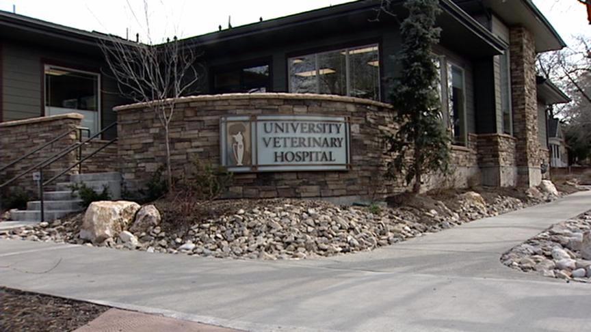 Veterinary hospital gets CT scan system for animals