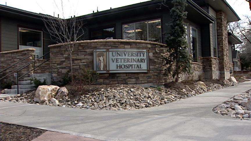 Veterinary hospital gets CT scan system for animals