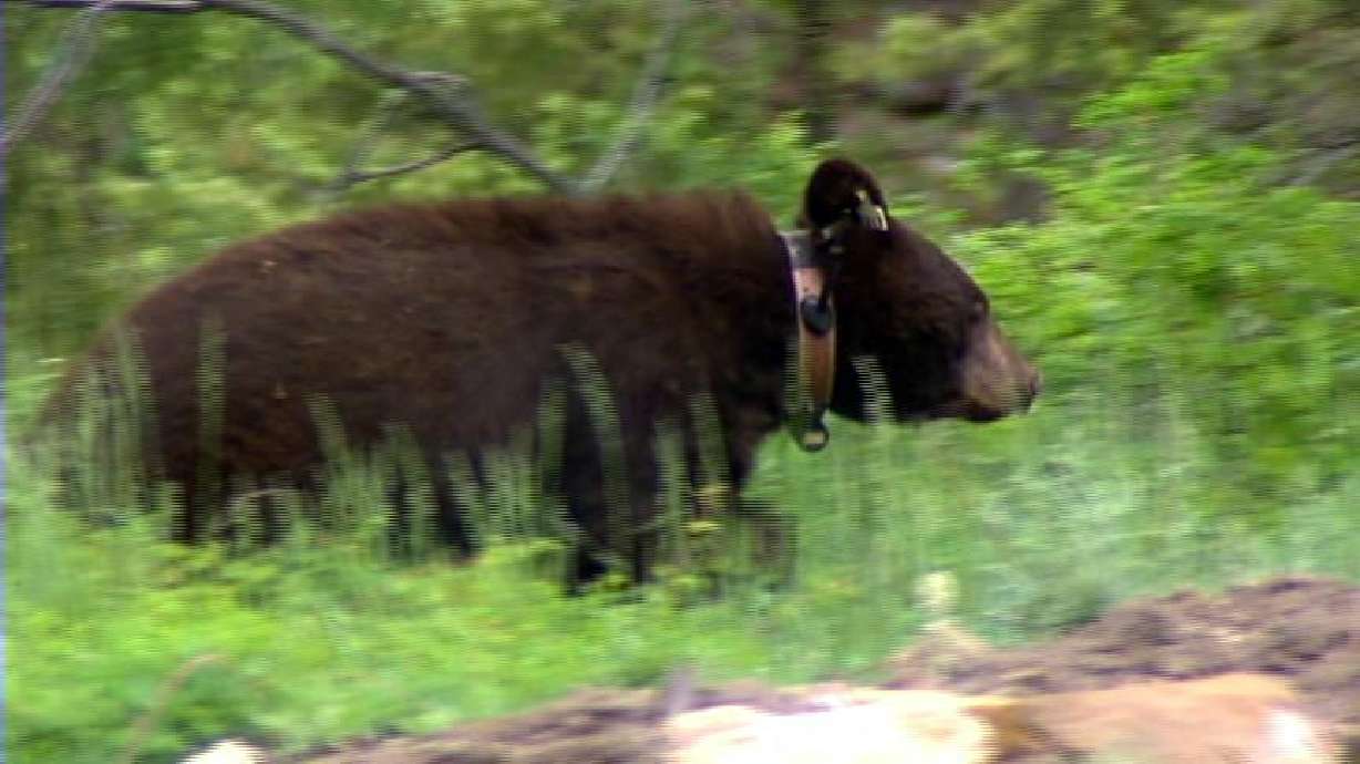 BYU study: Bear pepper sprays more effective than firearms