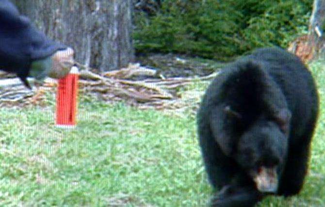 BYU study: Bear pepper sprays more effective than firearms